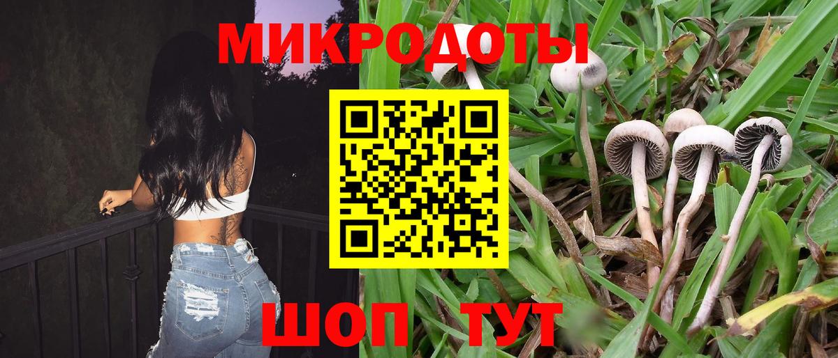 Псилоцибиновые грибы Psilocybe Фрязино
